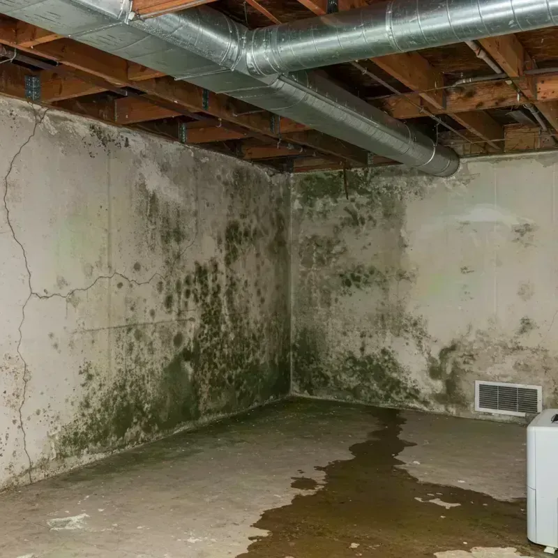 Professional Mold Removal in Bayard, NM